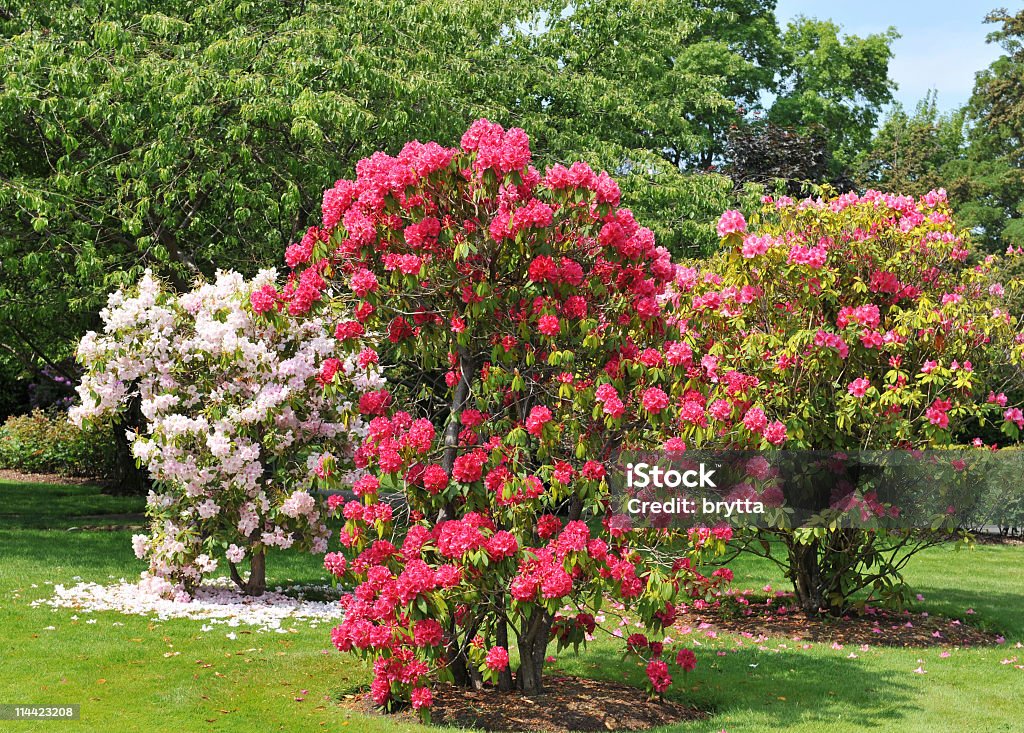 Rododendro arbustos autóctonos florecer en resorte - Foto de stock de Aire libre libre de derechos