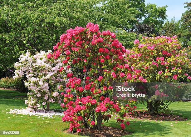 Rododendro Arbustos Autóctonos Florecer En Resorte Foto de stock y más banco de imágenes de Aire libre - Aire libre, Arbusto, Belleza de la naturaleza