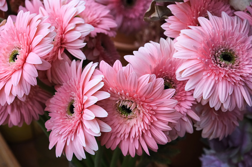 Pink bouquet of gerberas