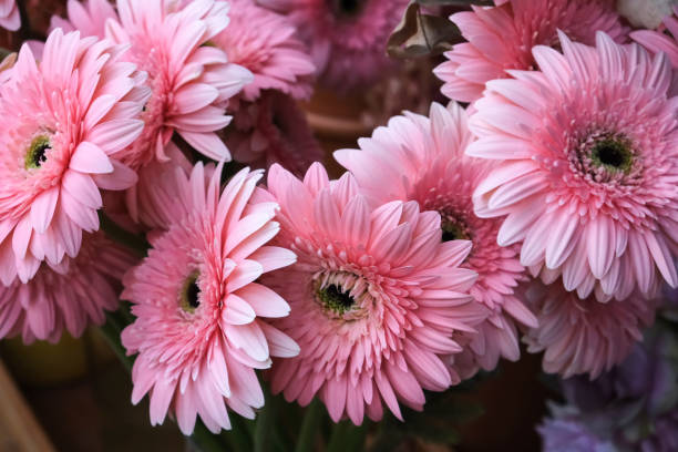 Pink bouquet of gerberas Pink bouquet of gerberas gerbera daisy stock pictures, royalty-free photos & images