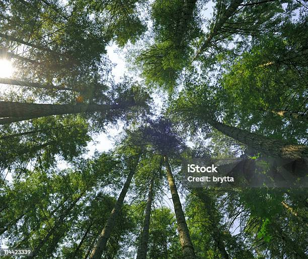 Olhando Para Cima Em Árvores Na Floresta - Fotografias de stock e mais imagens de Ao Ar Livre - Ao Ar Livre, Coberto florestal, Cor verde