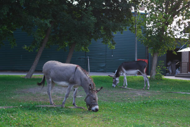 osioł jedzący trawę w ogrodzie w letni dzień. zoo - donkey mule large grazing zdjęcia i obrazy z banku zdjęć