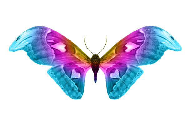 istock butterfly isolated on white background. isolated on white background 1144234635