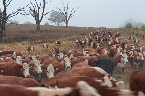 Running hereford cows. Cattle farm scene - moving stock to pasture. Motion blur