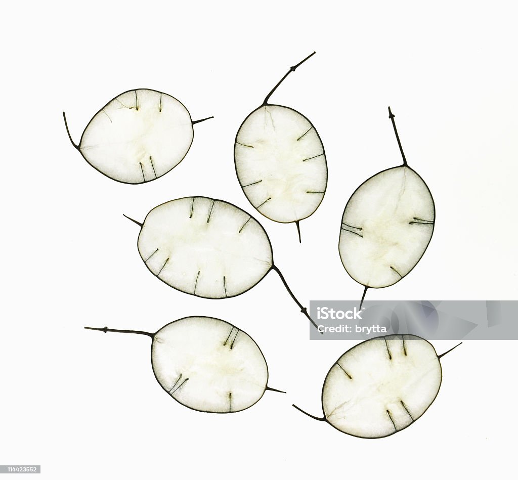 Close-up de cabeças de Lunaria Annua - Royalty-free Lunaria biennis Foto de stock