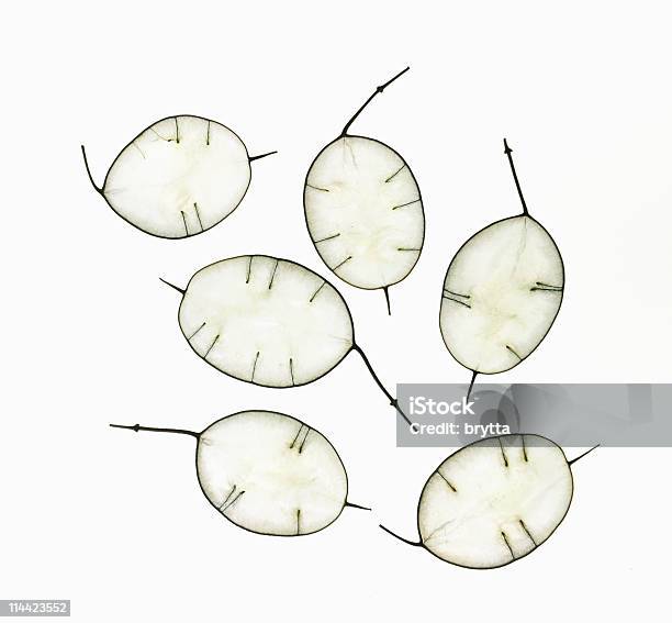 Foto de Closeup De Semente Chefes De Lunaria Annua e mais fotos de stock de Lunaria Biennis - Lunaria Biennis, Crassula Arborescens, Arranjo de Flores