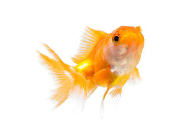 istock Gold fish or goldfish isolated on white background. 1144235688