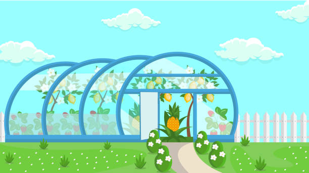 greenhouse tropical fruit kultivierung illustration - pineapple plantation stock-grafiken, -clipart, -cartoons und -symbole