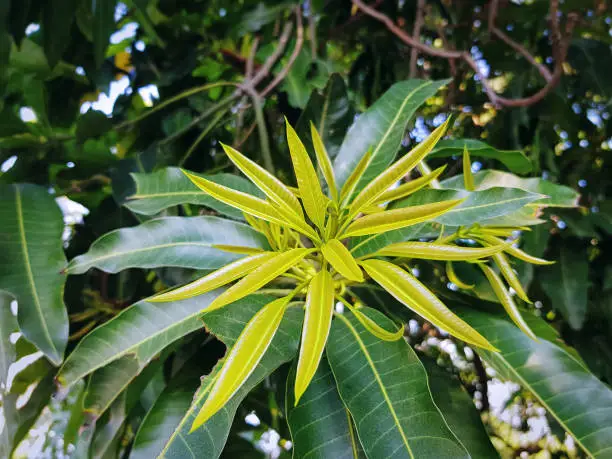Young Fresh Mango Leaves with Lighter Color on Tree