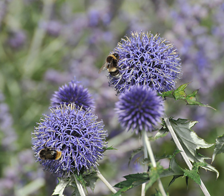 Globe thistle at full bloom,visited by bees.