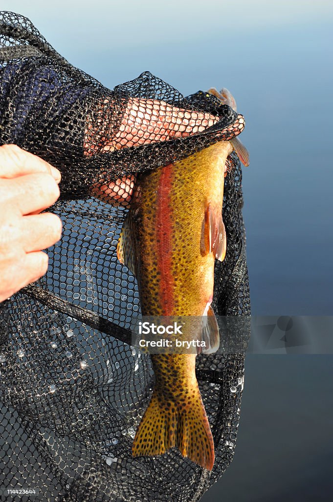 Rainbow trout Man showing a beautiful rainbow trout caught in a fishing net. Animal Stock Photo