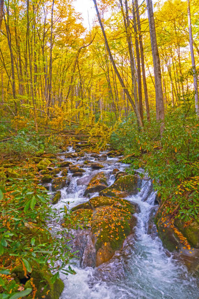 istock Rushing Stream Running Through the Rocks and Leaves of the Fall Forest 1144237085