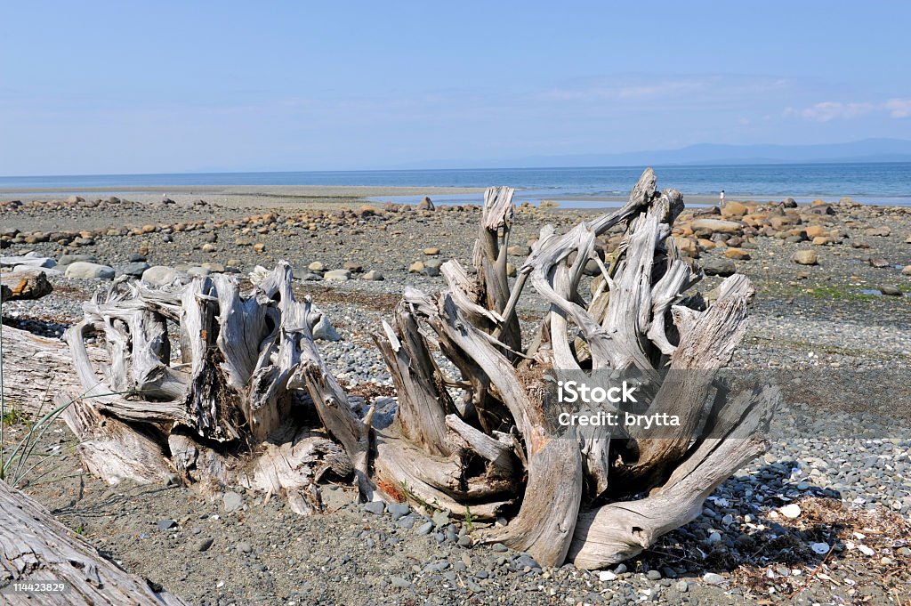 Driftwood na praia - Royalty-free Praia Foto de stock