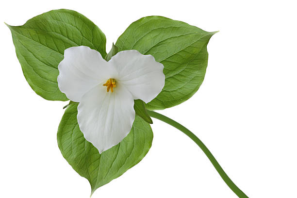 istock Trillium grandiflorum 114424234