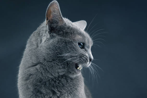 istock studio portrait of a beautiful grey cat on dark background 1144242370