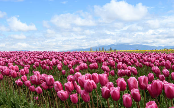 istock Tulip field on a sunny day 1144242383