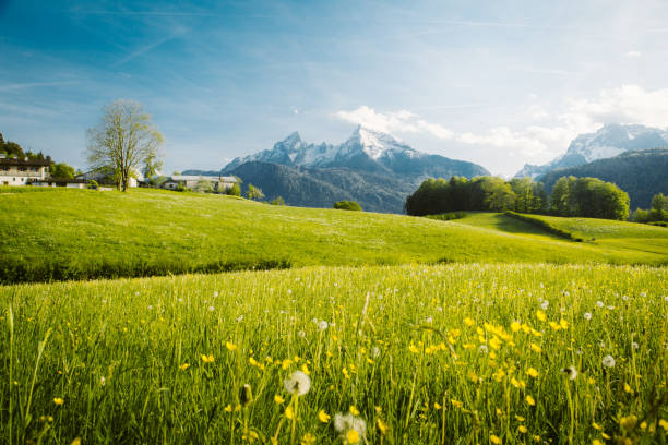 istock Idyllic landscape in the Alps with blooming meadows in springtime 1144242957