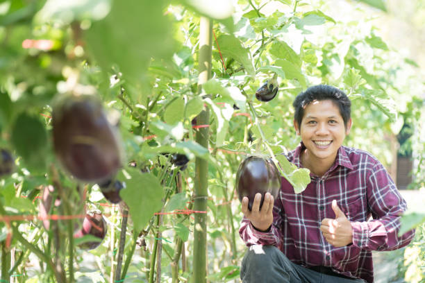istock Asian farmer harvesting eggplant 1144243019