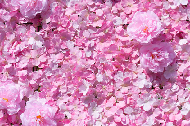 istock Pink Carnation Flowers Beautiful 1144243769