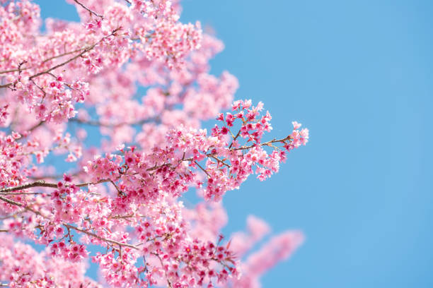 istock Pink cherry blossom with blue sky 1144243804