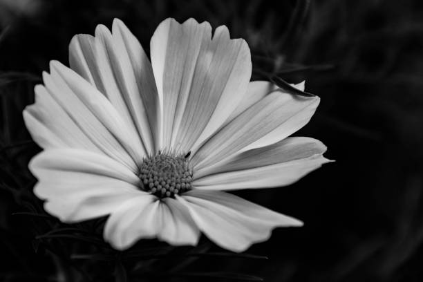 istock Cosmos Flower in Black and White 1144244459