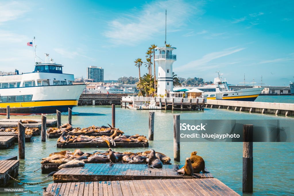 Famous Pier 39 with sea lions, San Francisco, USA Beautiful view of historic Pier 39 with famous sea lions in summer, Fisherman's Wharf district, central San Francisco, California, USA San Francisco - California Stock Photo