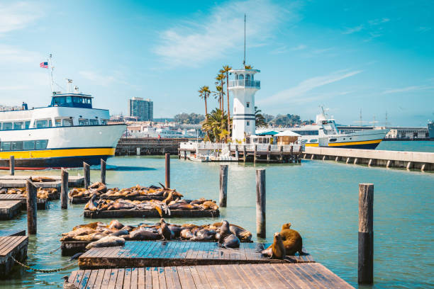 Famous Pier 39 with sea lions, San Francisco, USA Beautiful view of historic Pier 39 with famous sea lions in summer, Fisherman's Wharf district, central San Francisco, California, USA alcatraz island photos stock pictures, royalty-free photos & images