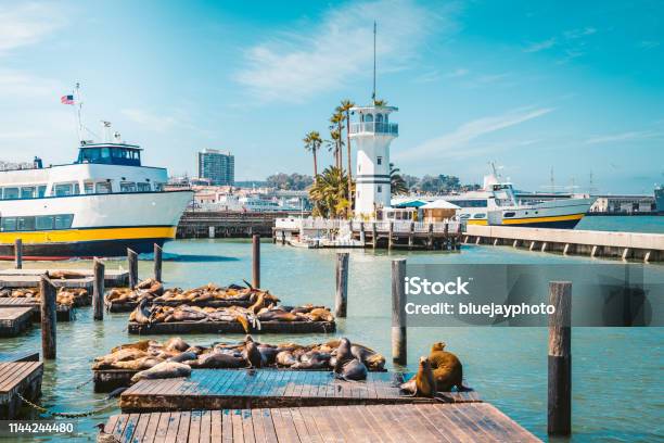Famous Pier 39 With Sea Lions San Francisco Usa Stock Photo - Download Image Now - San Francisco - California, Pier 39 - San Francisco, Fisherman's Wharf - San Francisco