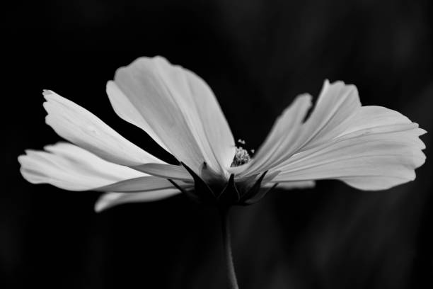 Cosmos Flower in Black and White