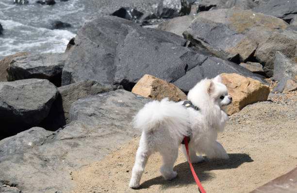 istock A Pomeranian at the Beach 1144244634