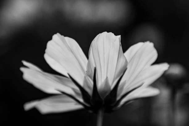 istock Cosmos Flower in Black and White 1144244637