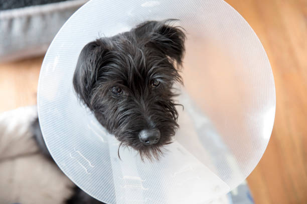 istock Miniature Schnauzer puppy wearing an e-collar 1144244660