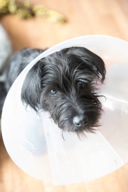 istock Miniature Schnauzer puppy wearing an e-collar 1144244671