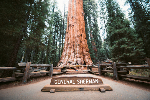 General Sherman Tree, el árbol más grande del mundo por volumen, Parque Nacional Sequoia, California, EE.UU. photo