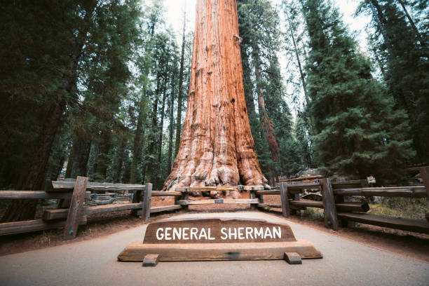 general sherman tree, a árvore a maior do mundo pelo volume, parque nacional de sequoia, califórnia, eua - ancient tree usa california - fotografias e filmes do acervo