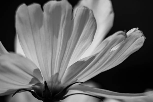 Cosmos Flower in Black and White
