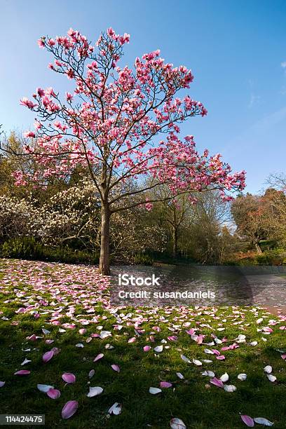 Frühlingblumenmuster Stockfoto und mehr Bilder von Magnolien - Magnolien, Rosa, Baum