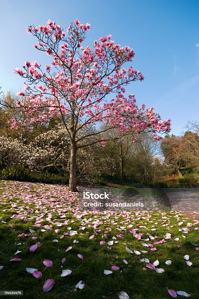 spring цветы - Стоковые фото Магнолия роялти-фри