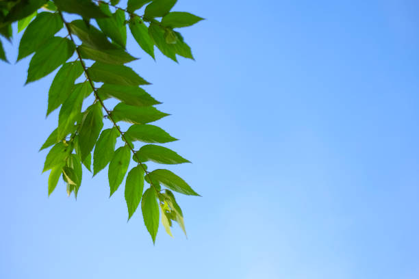 istock Tropical green leaf with blue sky background 1144248605