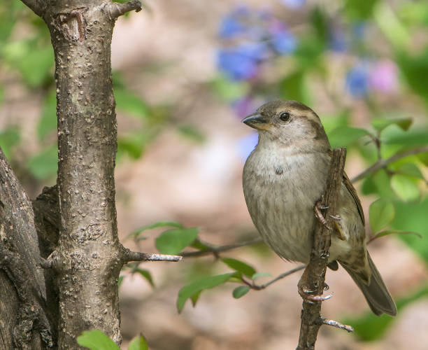 istock Female house sparrow 1144249162