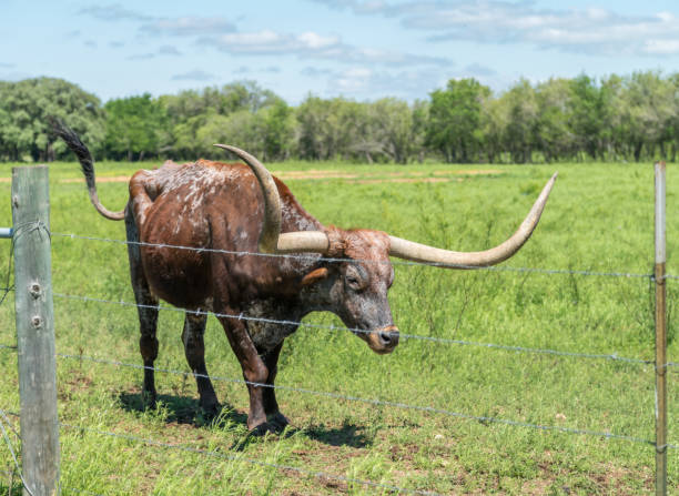istock Longhorn Walking toward Barbwire Fence 1144249270