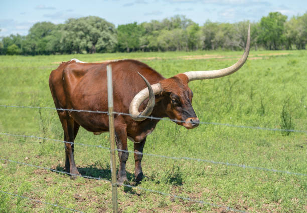 istock Brown Longhorn Standing Close to Barbwire Fence 1144249294