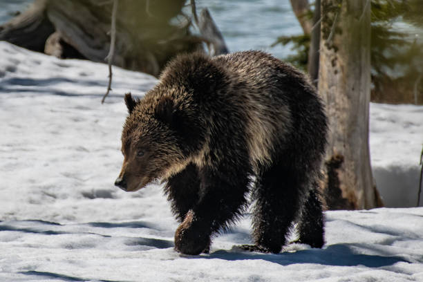 Mother and sub-adult cub in snow beside river