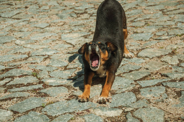 istock Mutt dog yawning on cobblestone alley 1144252451