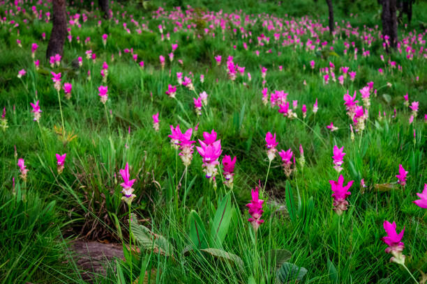 istock Pink flowers.Siam Tulip 1144252558