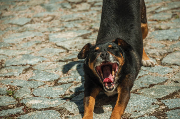 istock Mutt dog yawning on cobblestone alley 1144252566