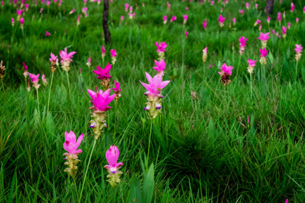 istock Pink flowers.Siam Tulip 1144252719