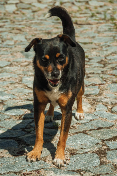 istock Mutt dog standing on cobblestone alley 1144253309