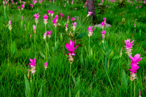 istock Pink flowers.Siam Tulip 1144253374