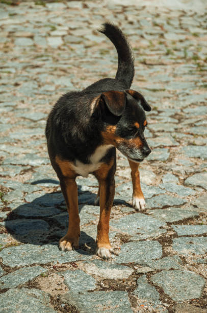 istock Mutt dog standing on cobblestone alley 1144253488